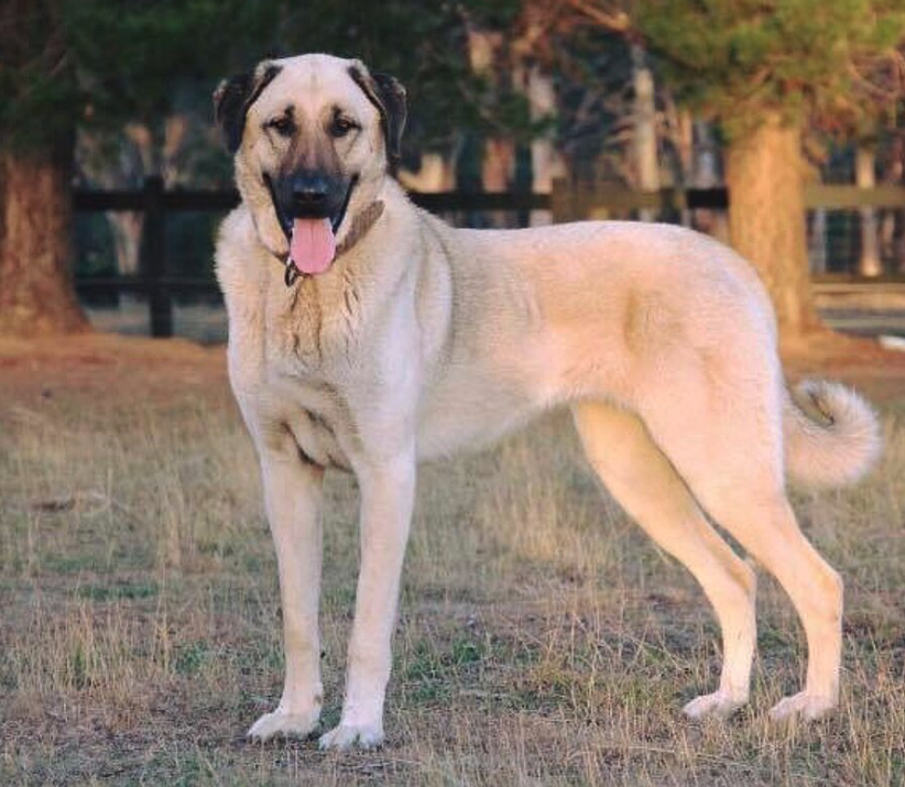 The Majestic Guardians: Unveiling the World of Kangal Dogs
