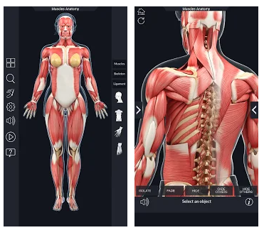 master human anatomy program cusom