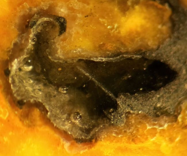 Air bubbles in resin filled cavity of a bumlbee jasper (horizontal field of view 3mm).