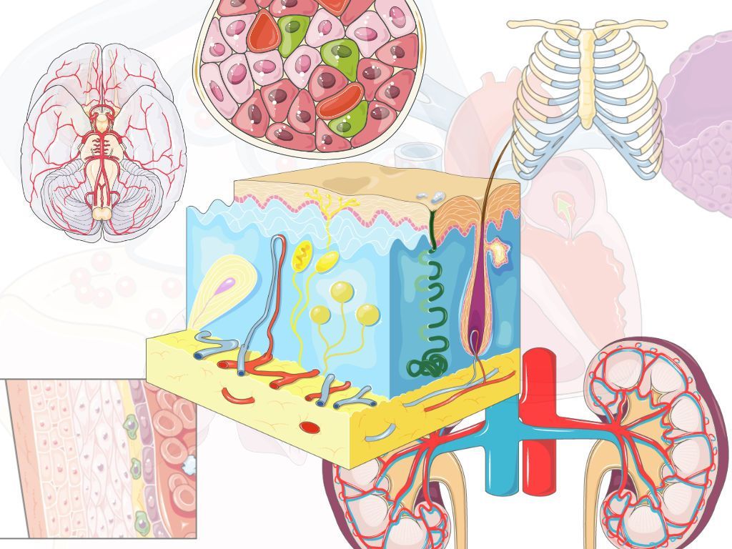 Free 3000 Professionally Illustrated Medical Graphics