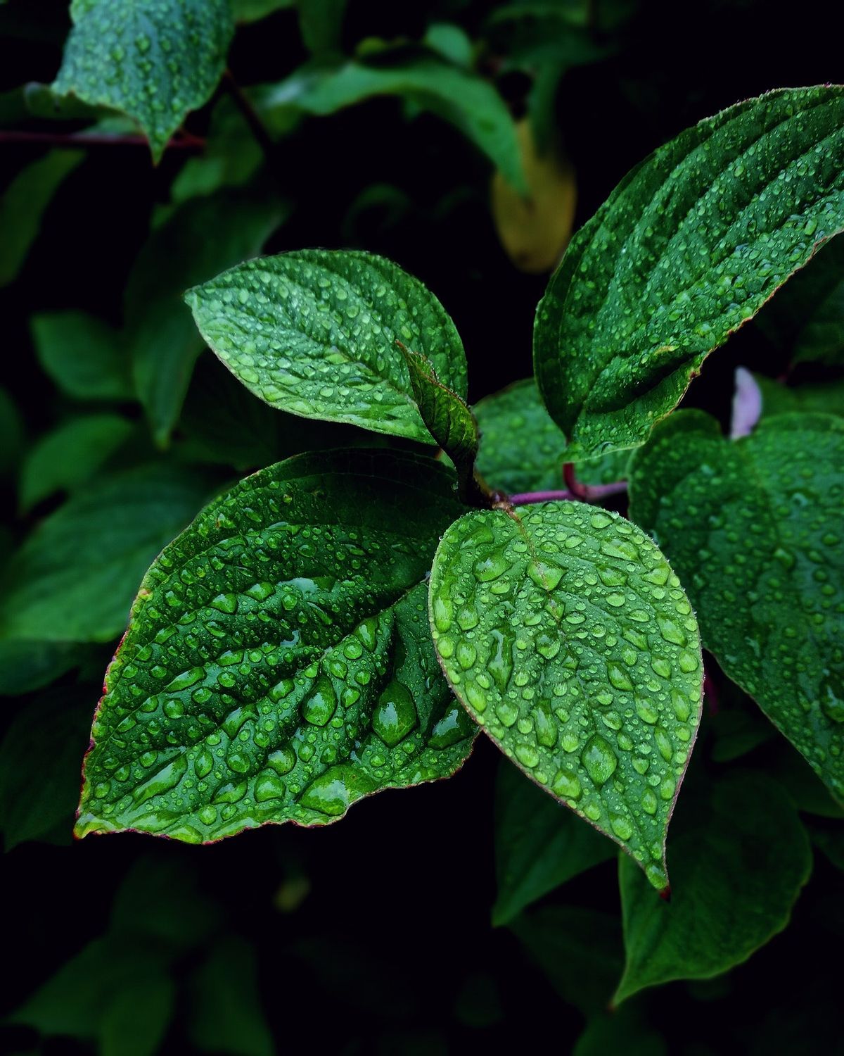 Mint: A New Programming Language for Building Single Page Apps (SPAs)