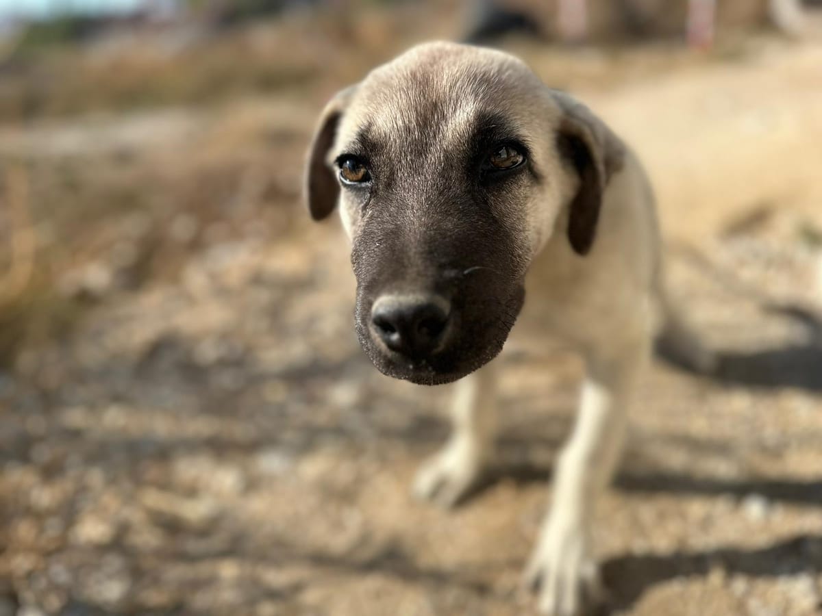 10 Turkish Dog Breeds for Live Stock Guardian, Guardian Duty and Hunting.