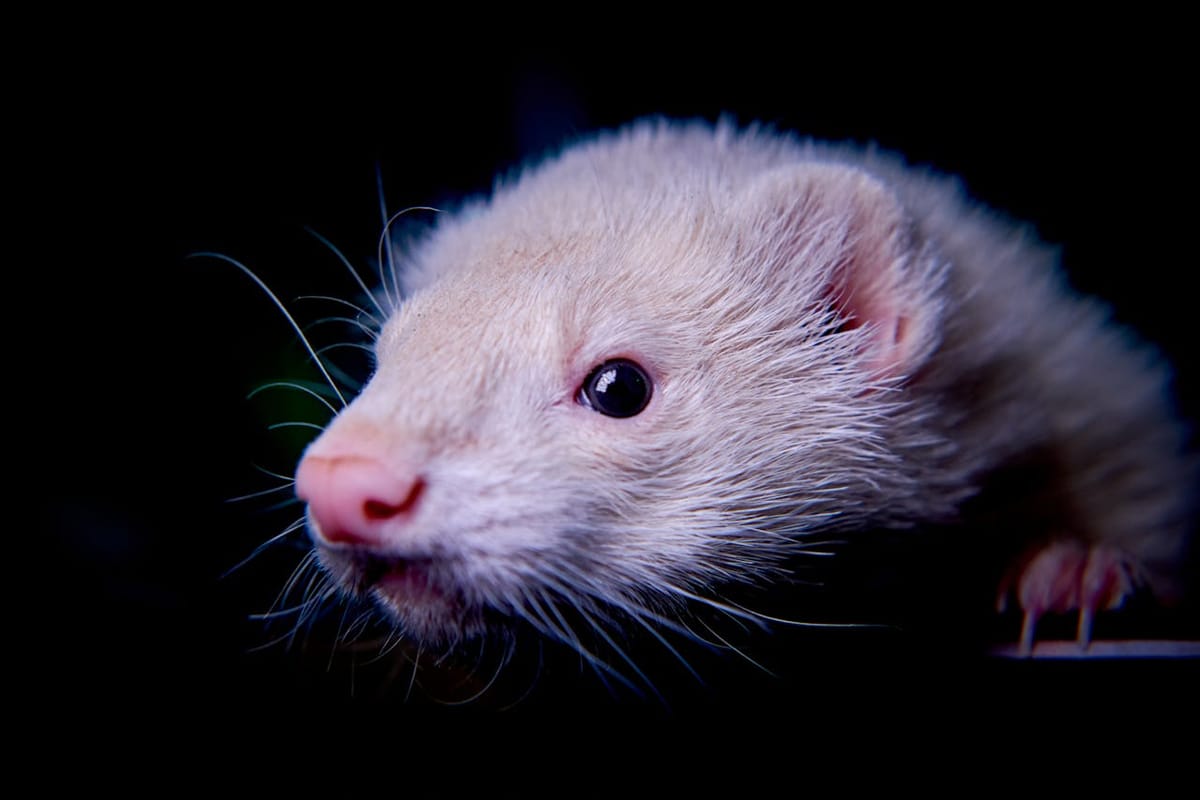 Meet FerretDB: The Open-Source MongoDB Alternative That Actually Works (And Keeps Your Freedom)