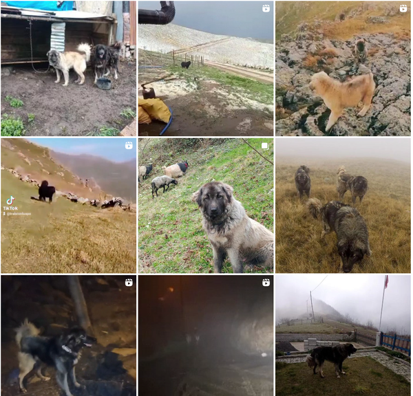 Black Sea Giants: Exploring the Legacy of Karadeniz Shepherd Dogs, Karadeniz Çoban Köpeği