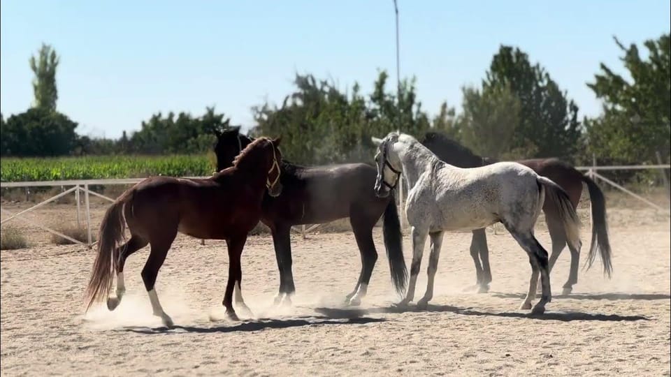 Rahvan Horses: A Glimpse into Their Origin, Features, and Global Presence