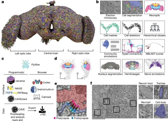 Unraveling the Mysteries of the Fly Brain: A Milestone in AI-Enabled Neuroscience