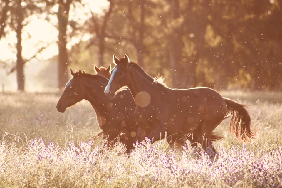 العناية بالخيول: فهم مرض الالتهاب الرغامي (Laminitis) وكيفية التعامل معه